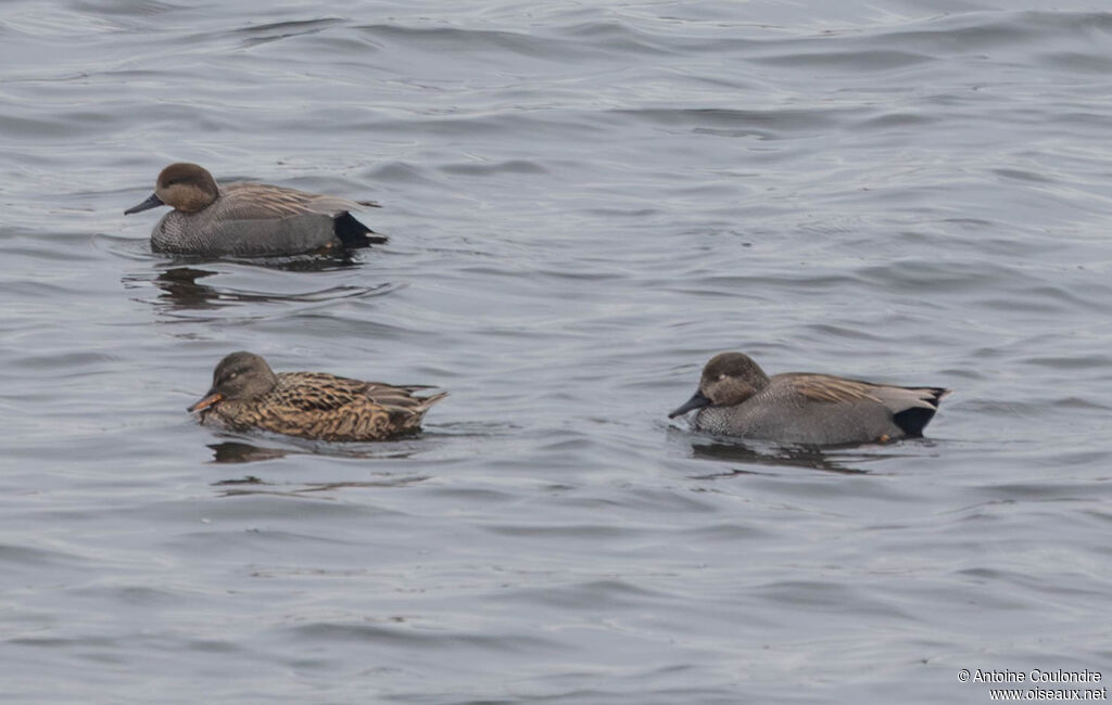 Canard chipeauadulte
