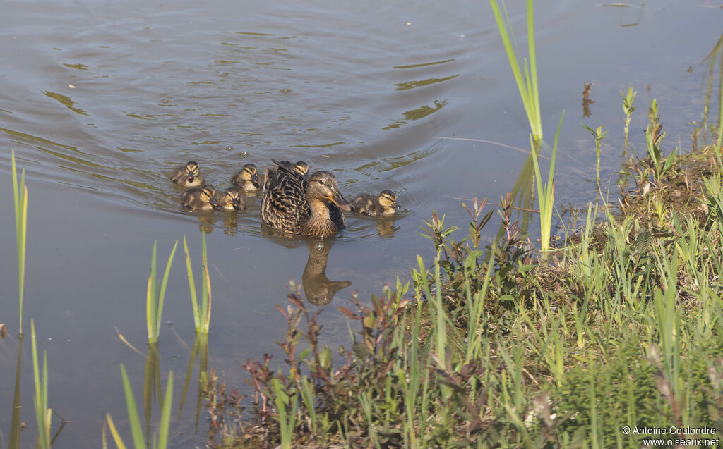 Canard colvert
