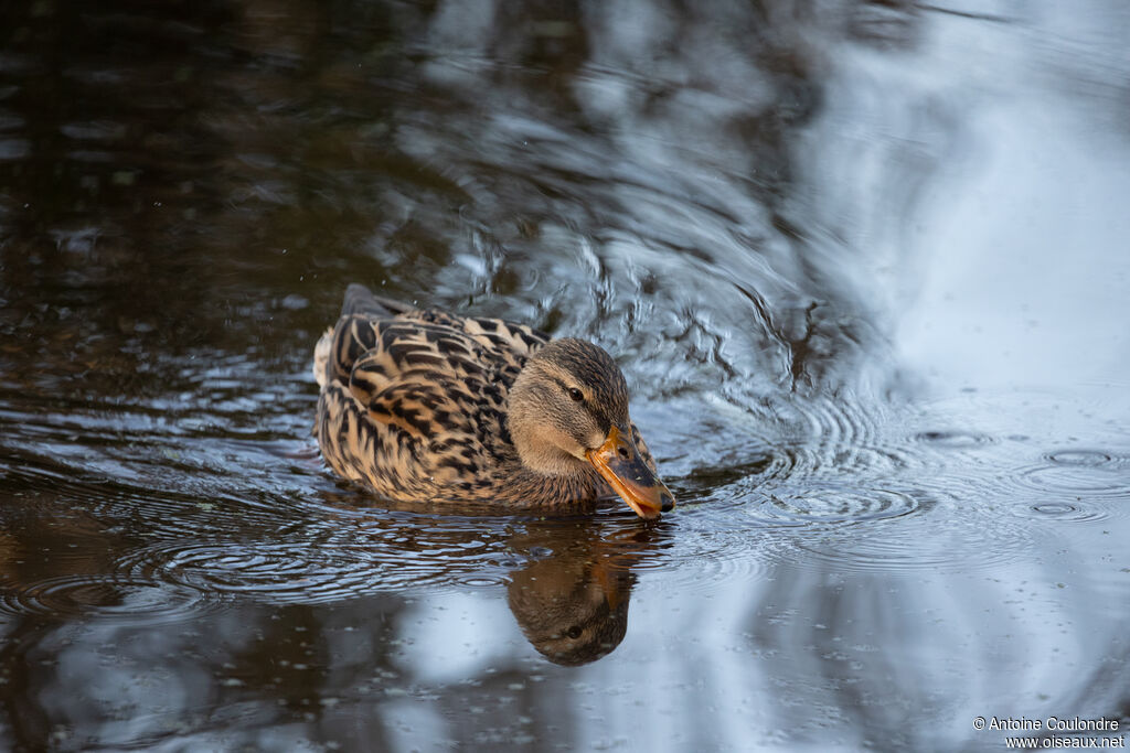 Canard colvert femelle adulte