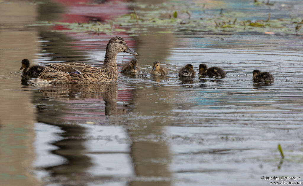 Canard colvert