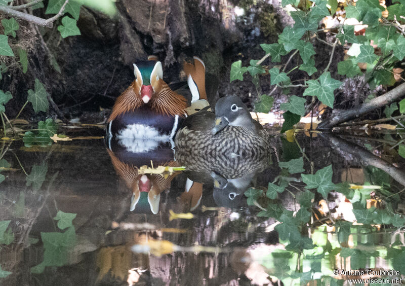 Canard mandarinadulte
