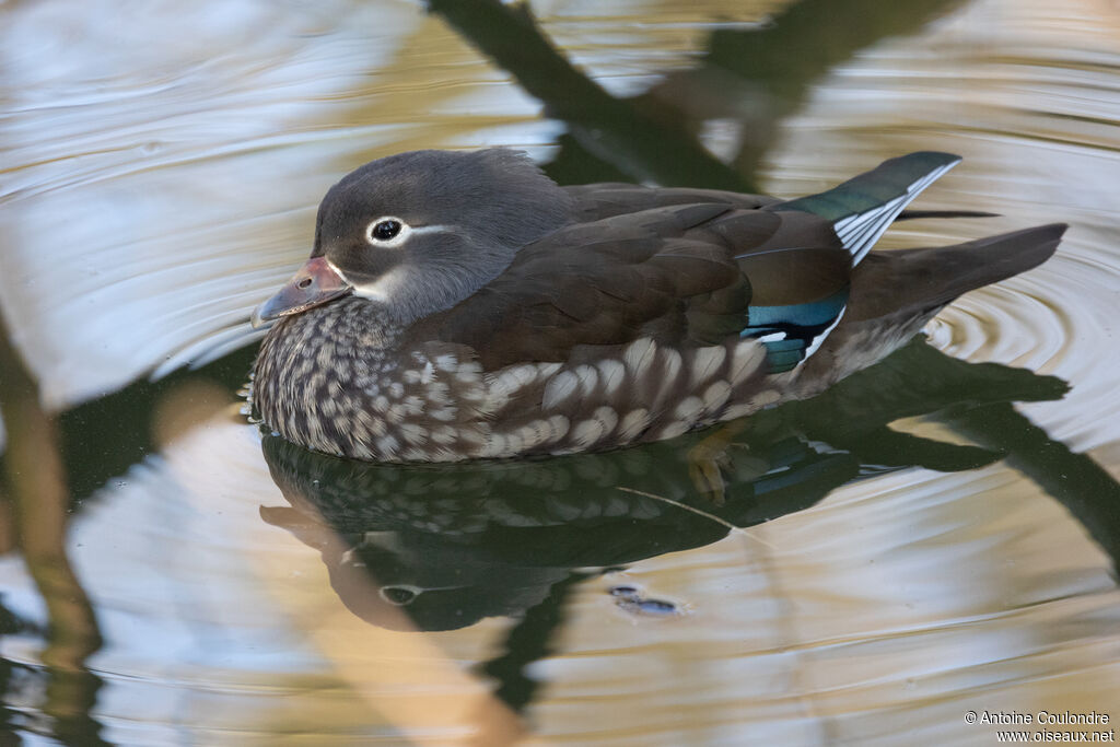Mandarin Duck female adult