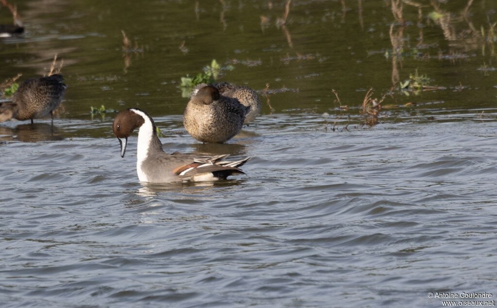 Canard piletadulte