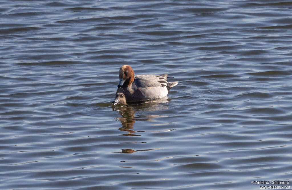 Canard siffleuradulte nuptial, accouplement.