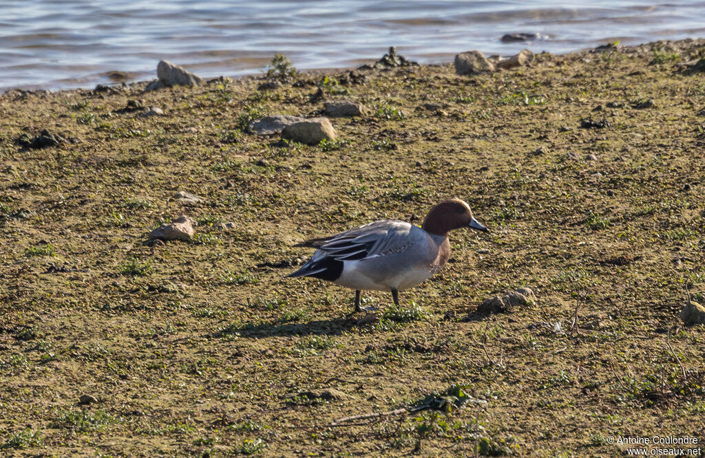 Canard siffleur mâle adulte nuptial