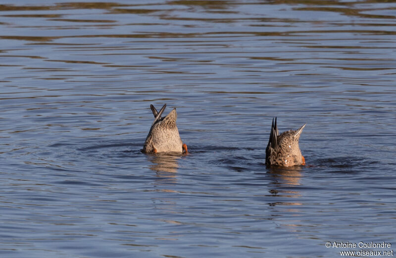 Canard souchet femelle adulte, mange
