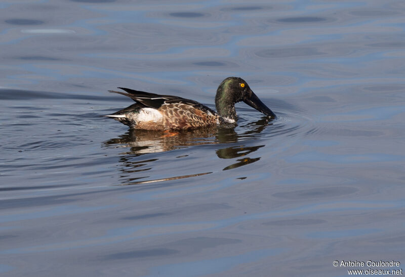 Canard souchet mâle adulte internuptial