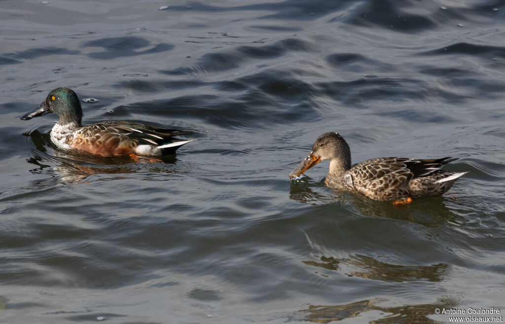 Canard souchetadulte transition