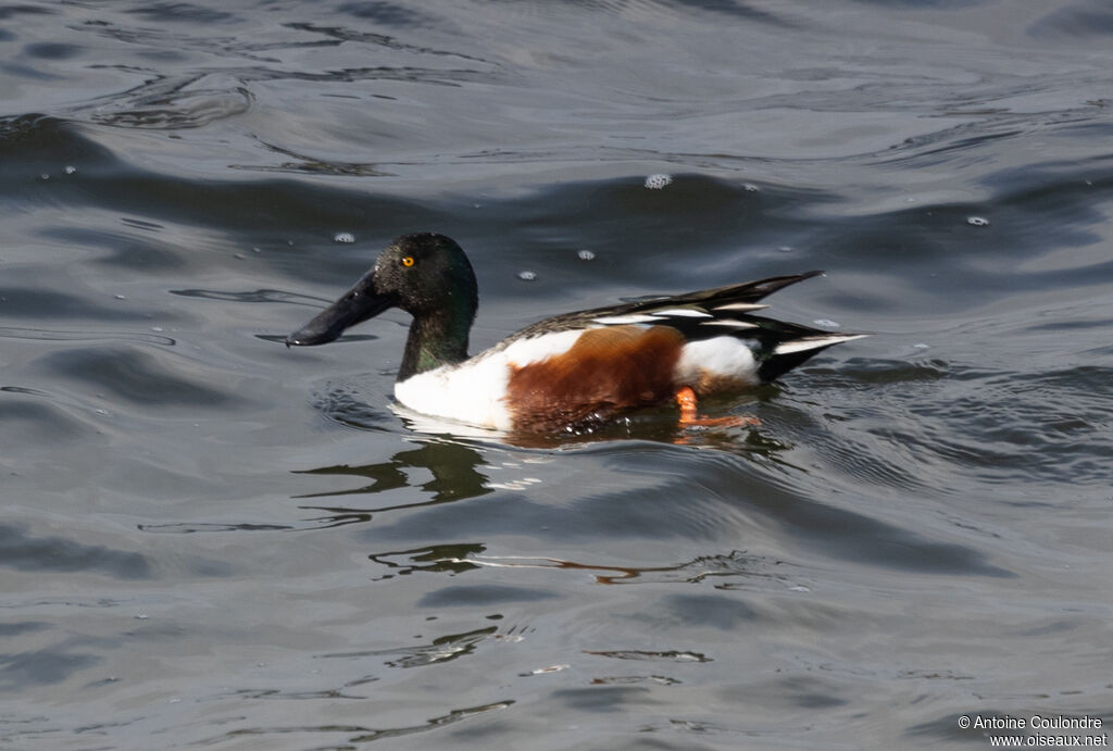 Canard souchet mâle adulte nuptial