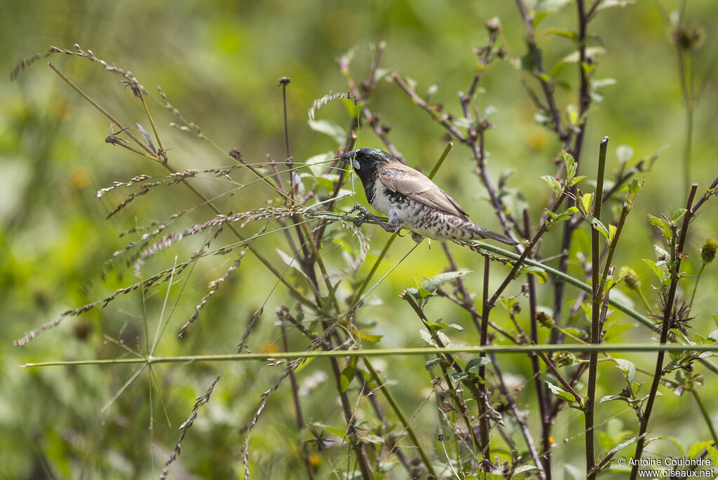 Bronze Mannikinadult breeding, Reproduction-nesting