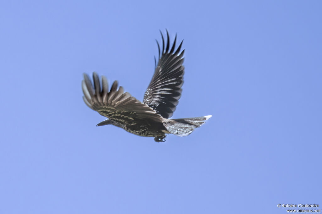 Northern Nutcrackeradult, Flight