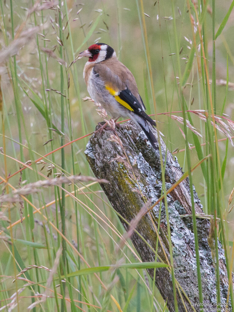 Chardonneret élégantadulte nuptial