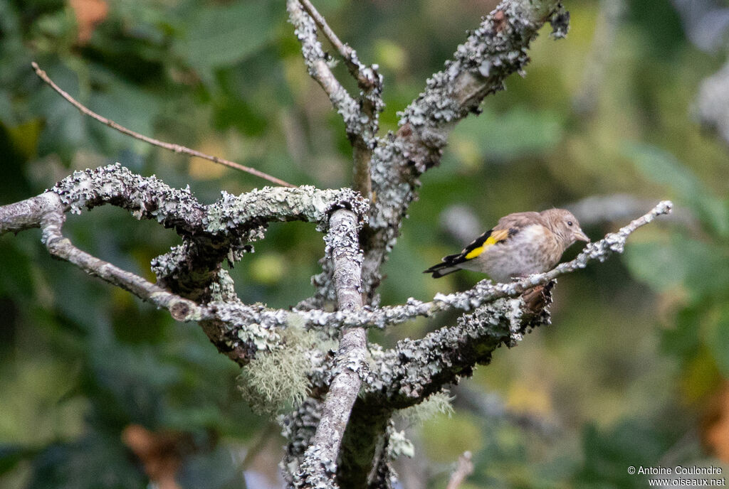 Chardonneret élégantjuvénile