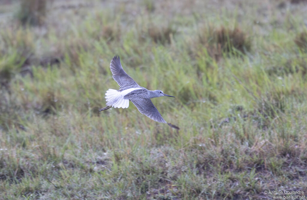 Common Greenshankadult post breeding, Flight
