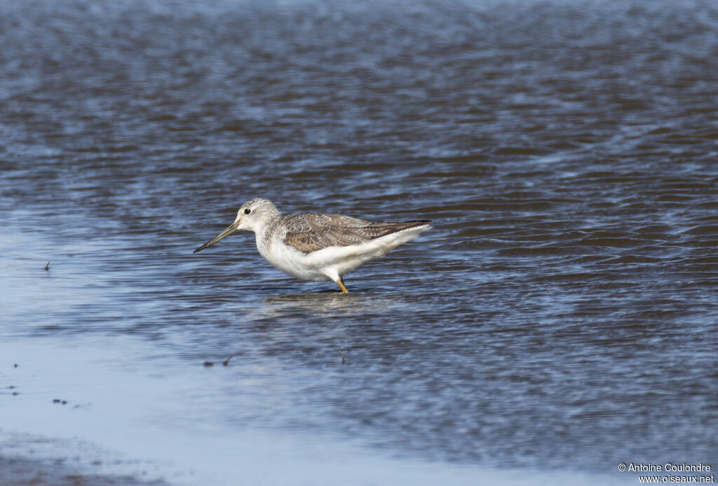 Common Greenshankadult, fishing/hunting