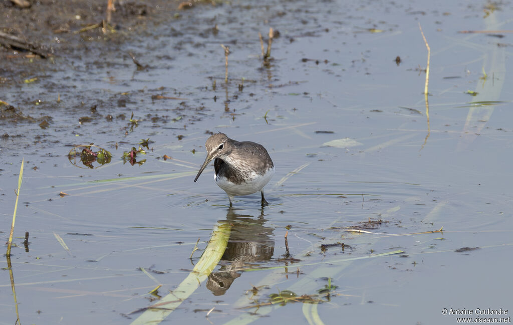 Green Sandpiperadult, fishing/hunting