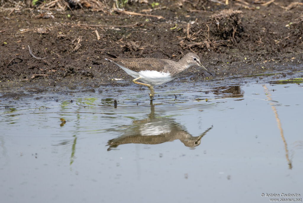 Green Sandpiperadult, walking