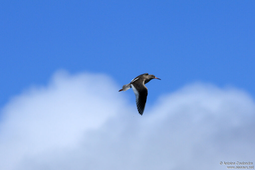 Common Redshankadult breeding, Flight