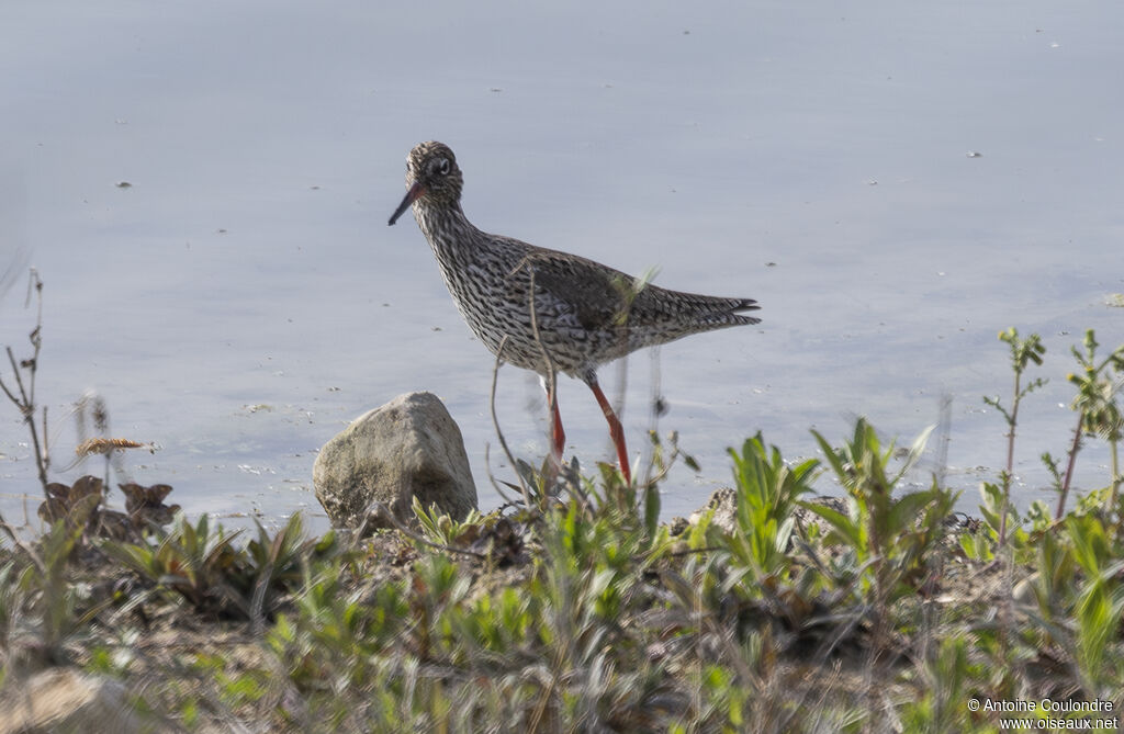 Common Redshankadult transition, walking