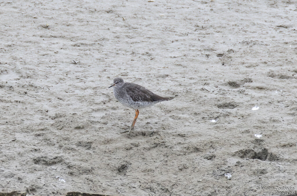 Common Redshankadult post breeding