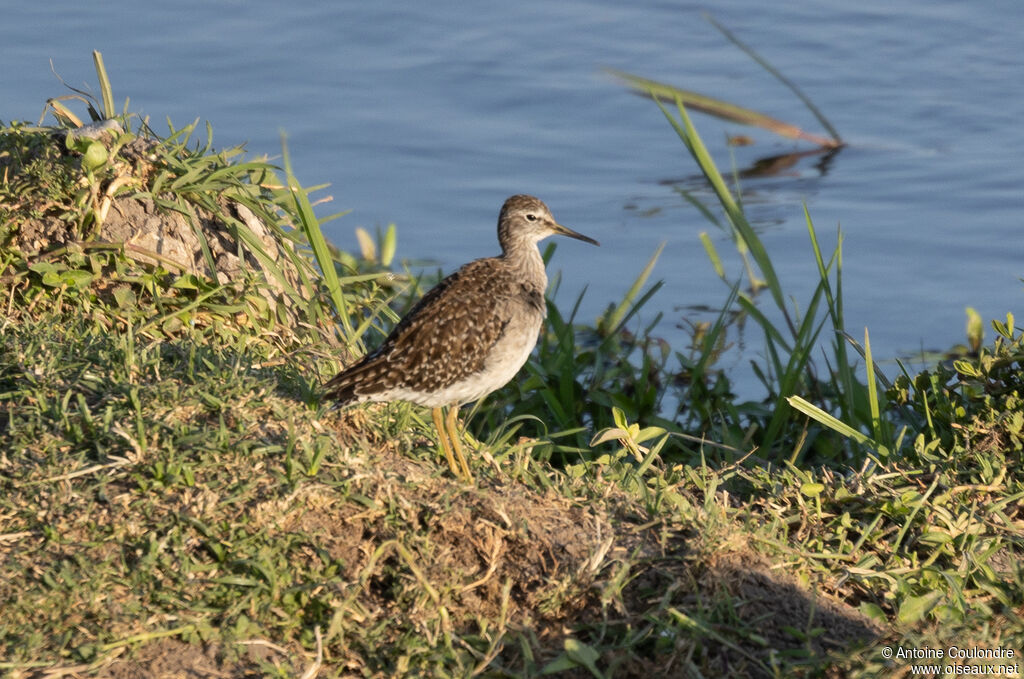 Wood Sandpiperadult