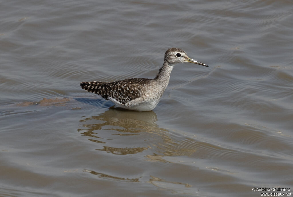 Wood Sandpiperadult