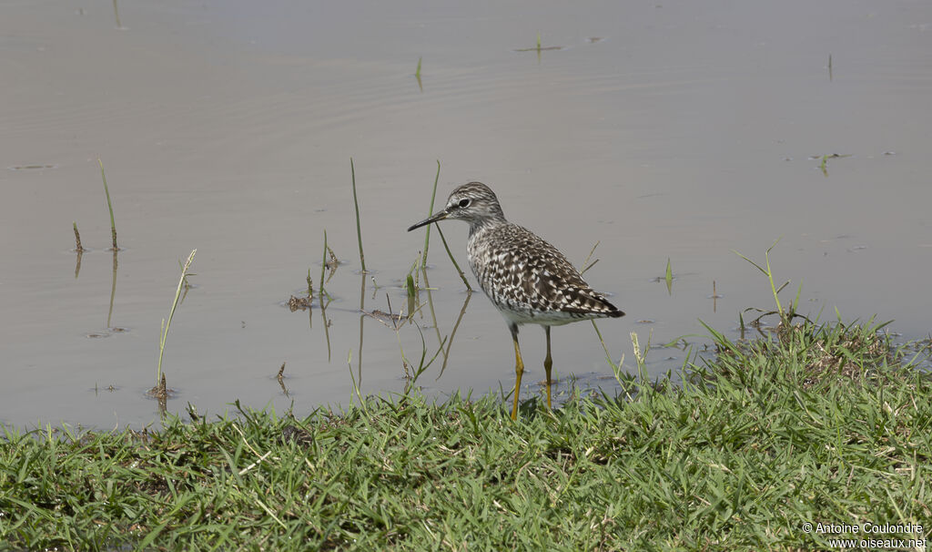 Wood Sandpiperadult