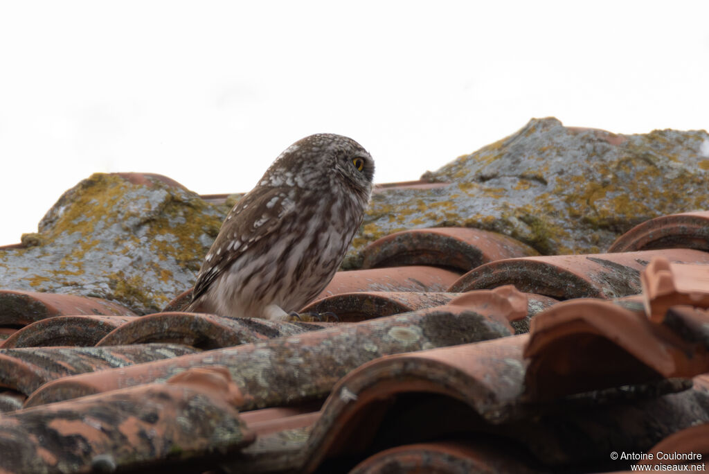 Chevêche d'Athénaadulte