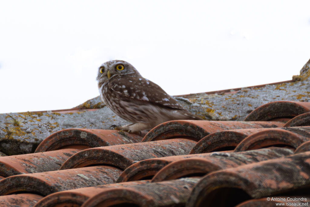 Chevêche d'Athénaadulte