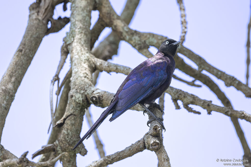 Rüppell's Starlingadult