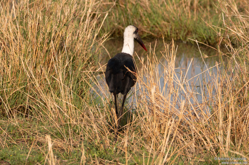 Cigogne à pattes noiresadulte
