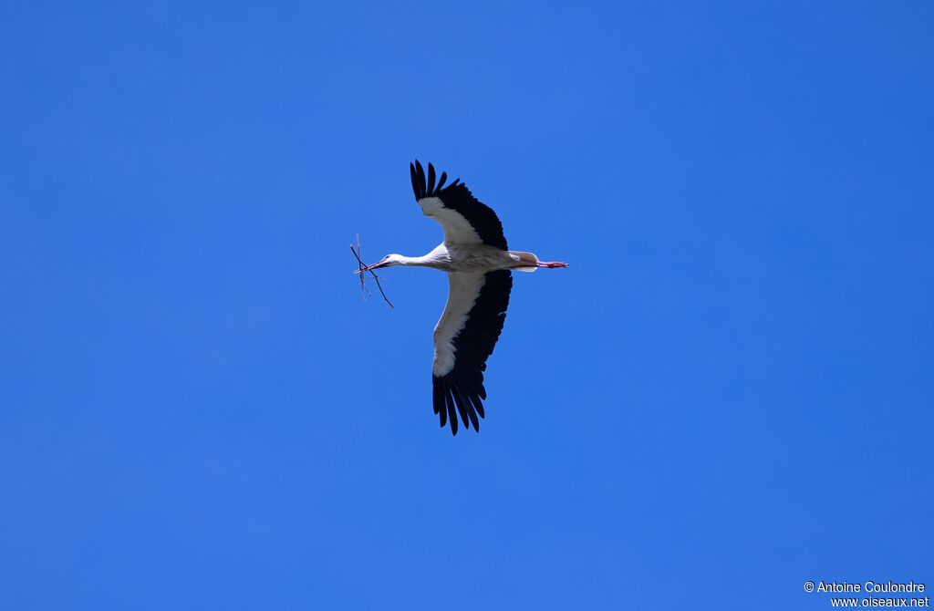 White Storkadult breeding, Reproduction-nesting