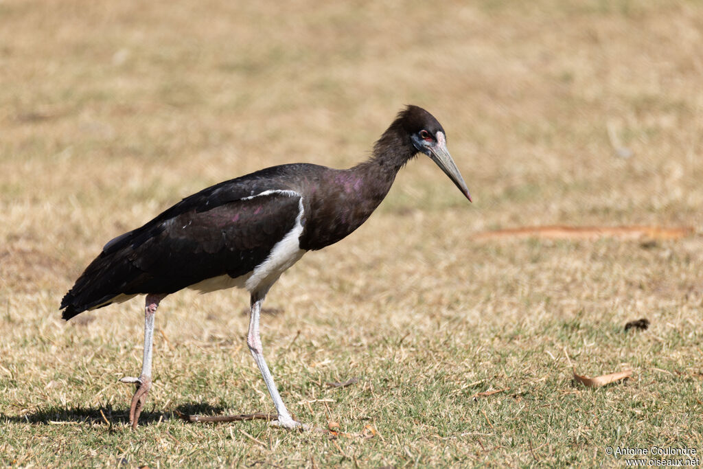 Abdim's Storkadult, fishing/hunting