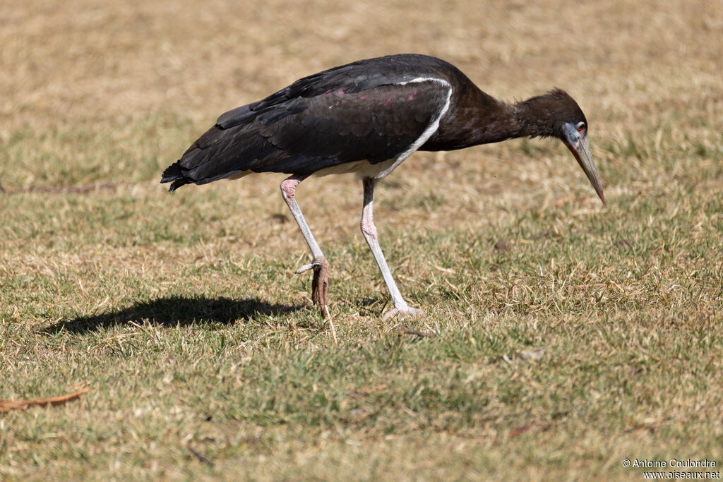 Abdim's Storkadult, fishing/hunting