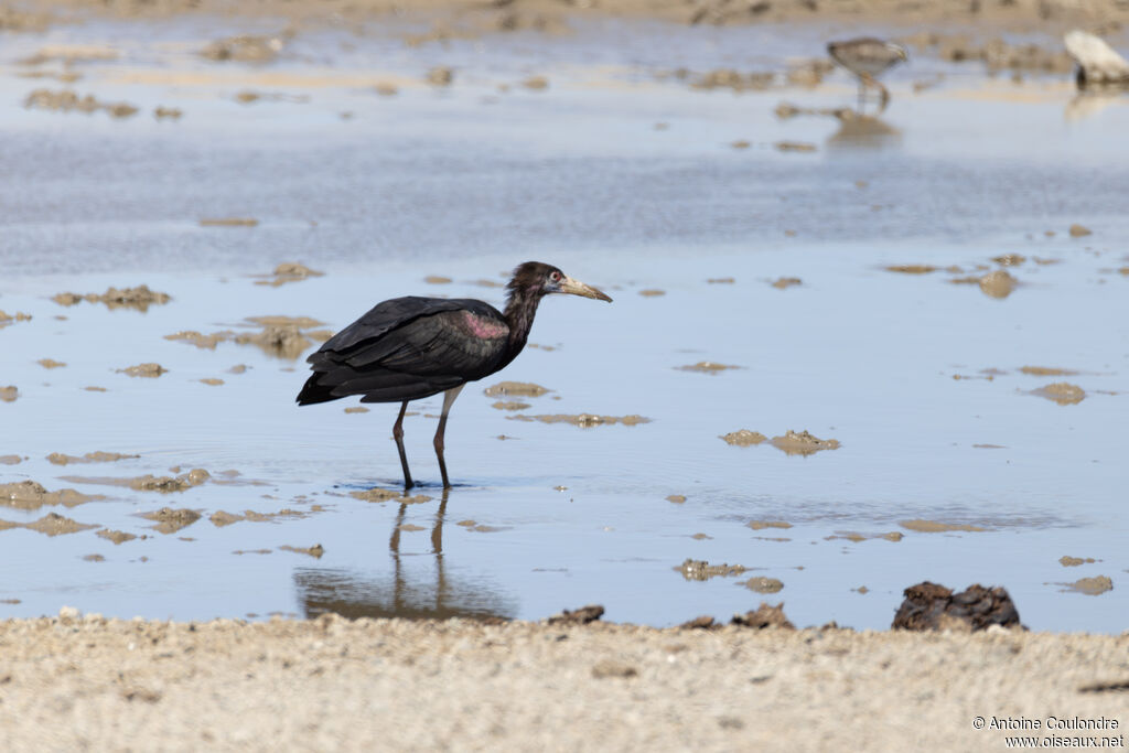 Abdim's Storkadult, fishing/hunting