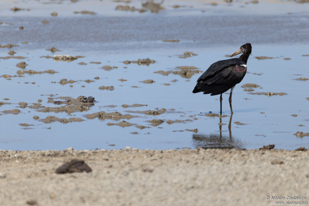 Abdim's Storkadult, fishing/hunting