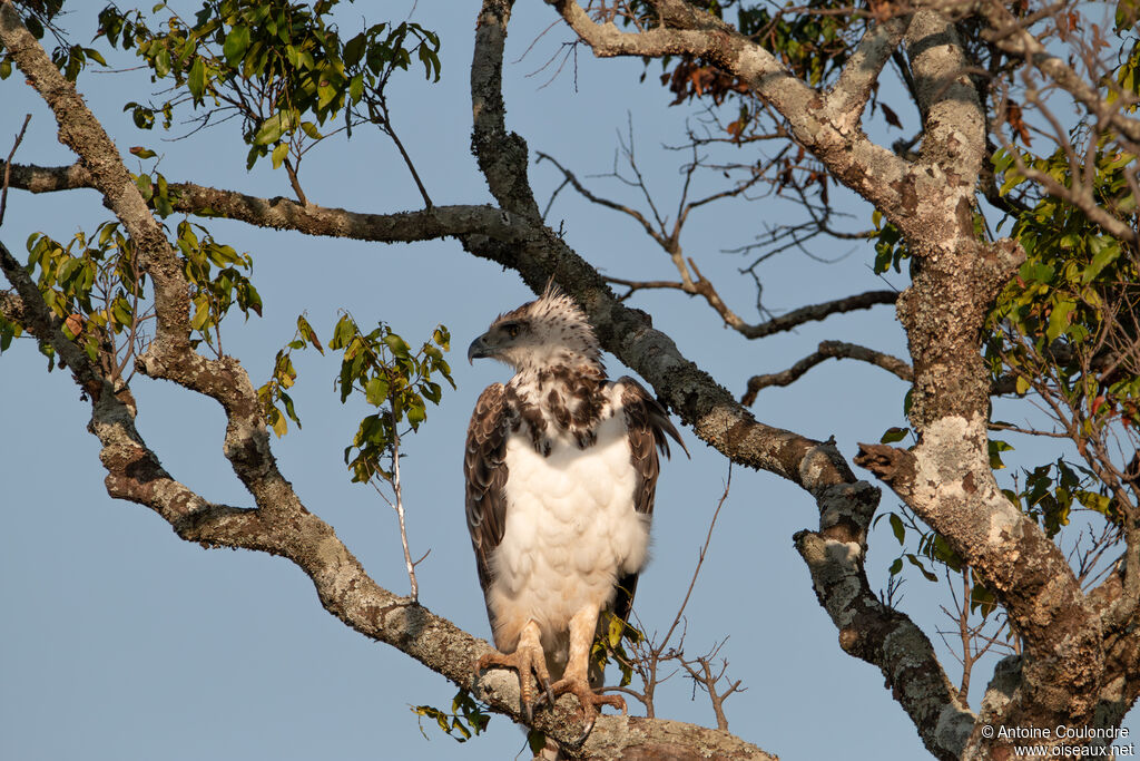 Black-chested Snake Eagleimmature