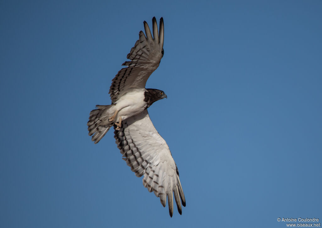 Circaète à poitrine noireadulte, Vol