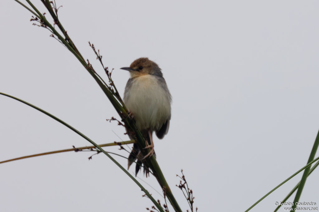 Red-pate Cisticolaadult