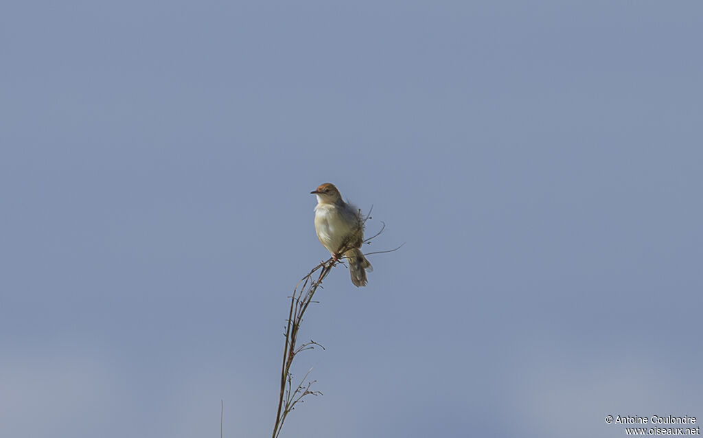 Red-pate Cisticolaadult