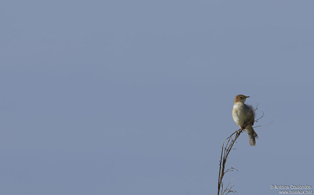 Red-pate Cisticola