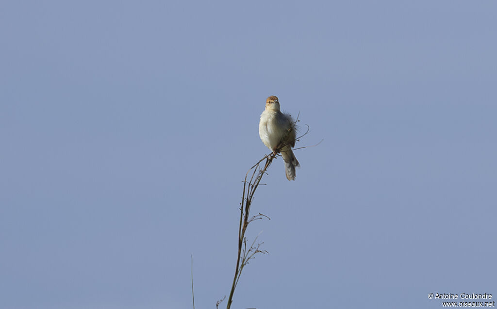 Red-pate Cisticolaadult
