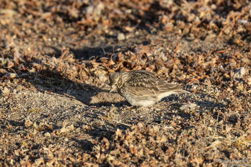 Thekla's Larkadult, eats