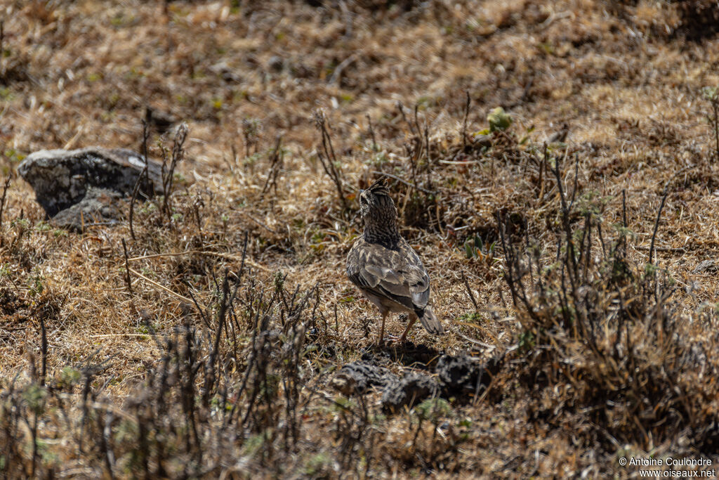 Thekla's Larkadult, eats