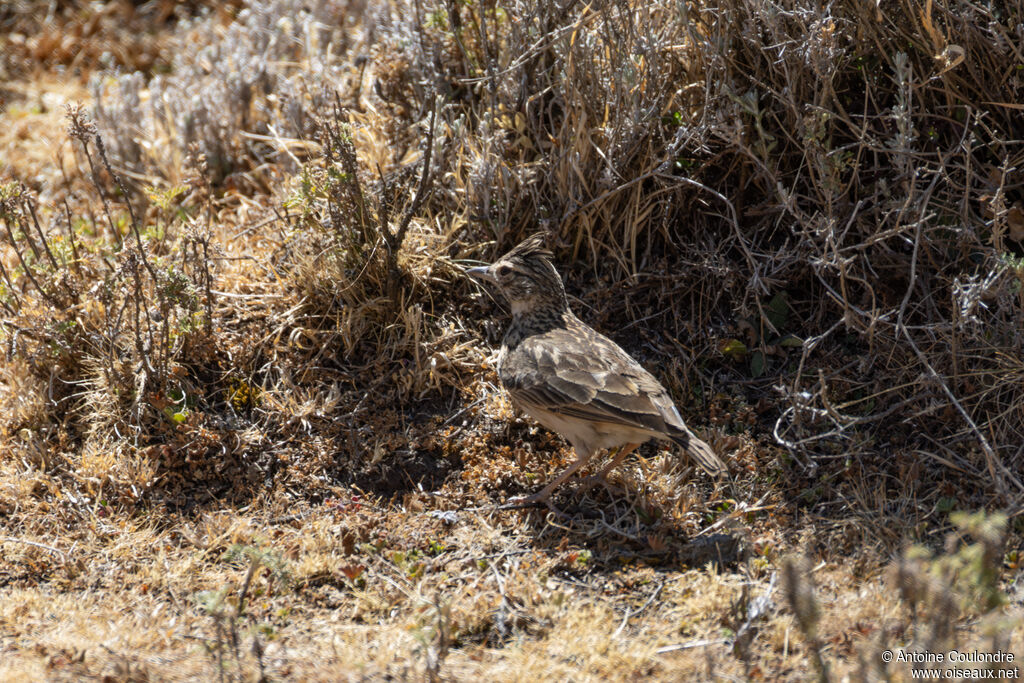 Thekla's Larkadult, eats