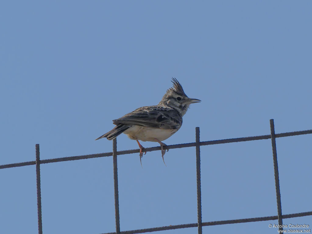 Cochevis huppéadulte nuptial