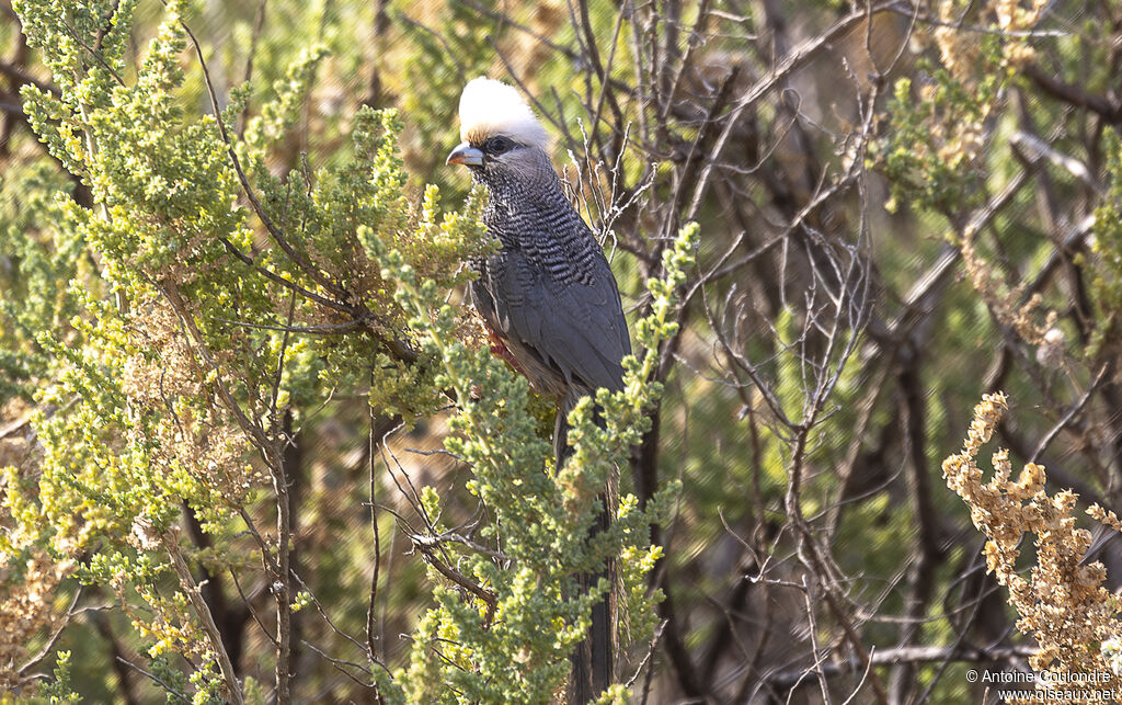 White-headed Mousebirdadult