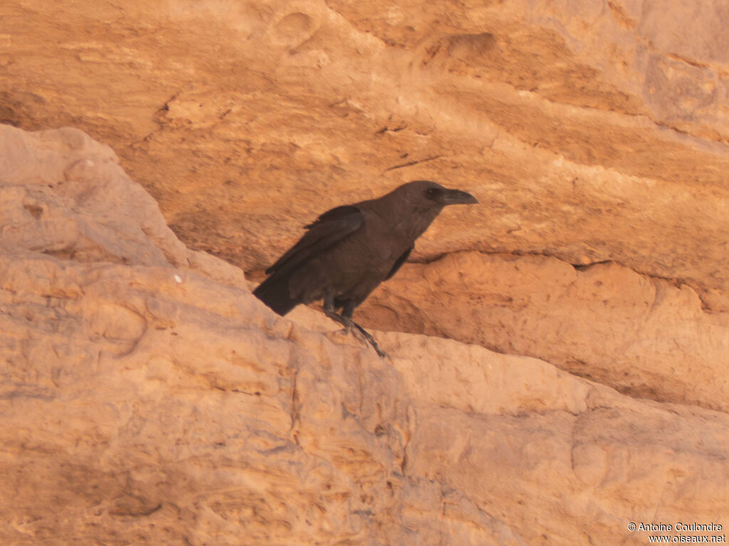 Corbeau brunadulte