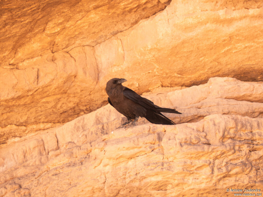 Corbeau brunadulte
