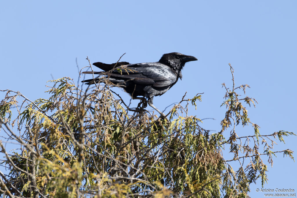 Corbeau d'Édithadulte